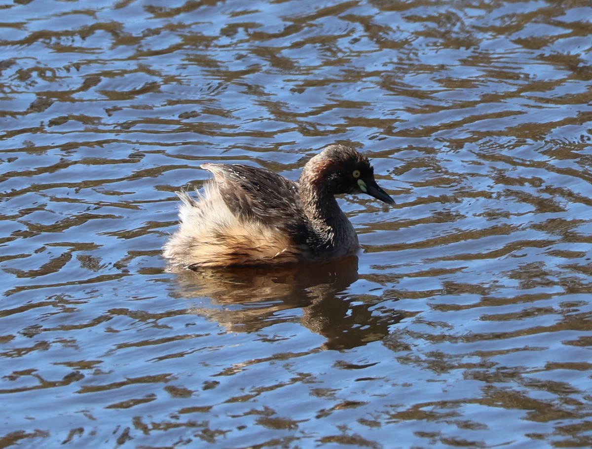Australasian Grebe - ML645204293