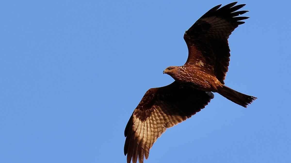 Black Kite - ML645204296