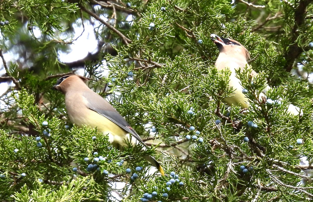 Cedar Waxwing - ML645204305
