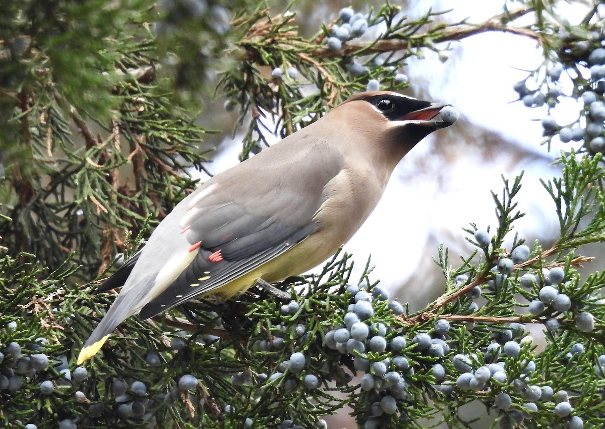 Cedar Waxwing - ML645204306