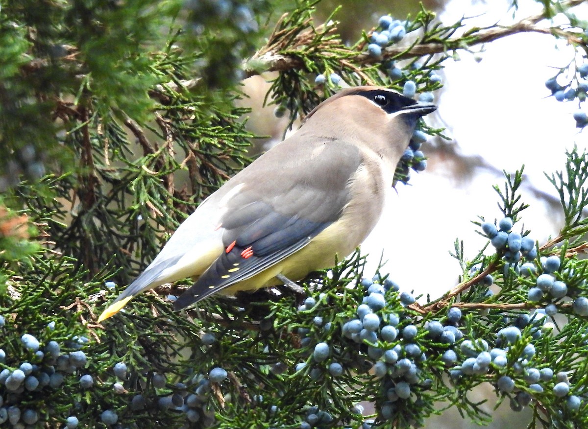 Cedar Waxwing - ML645204307