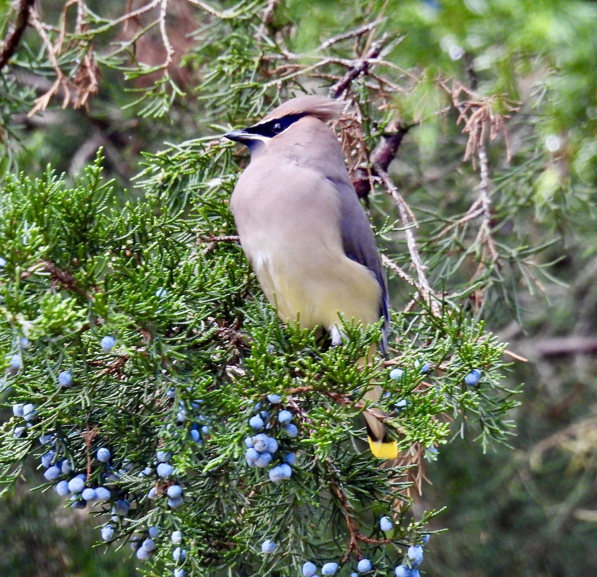 Cedar Waxwing - ML645204308