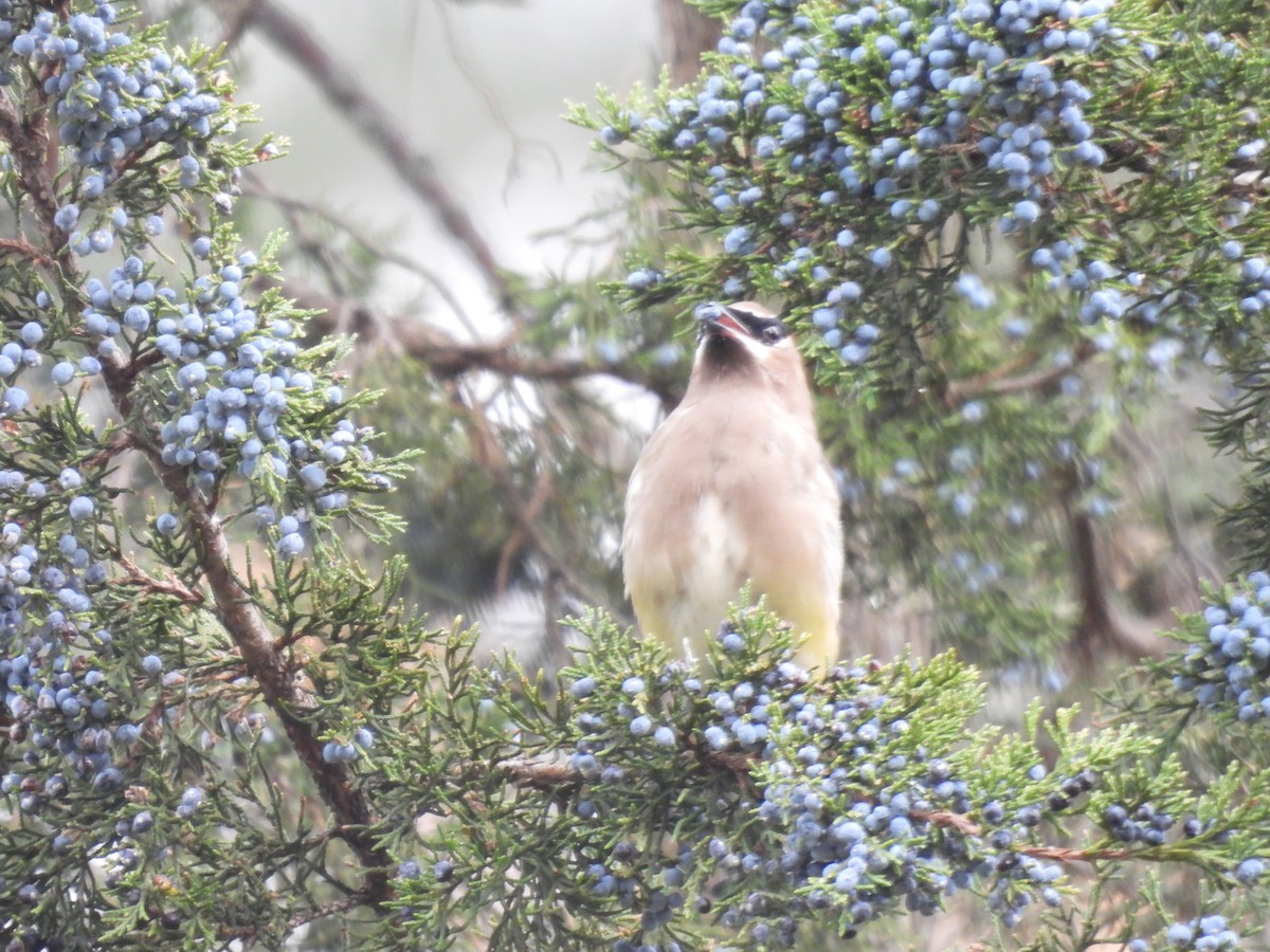 Cedar Waxwing - ML645204310