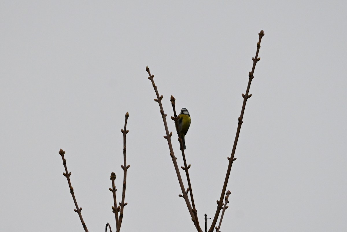 アオガラ - ML645204314