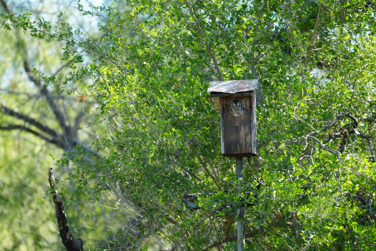 Eastern Screech-Owl (McCall's) - ML645204321