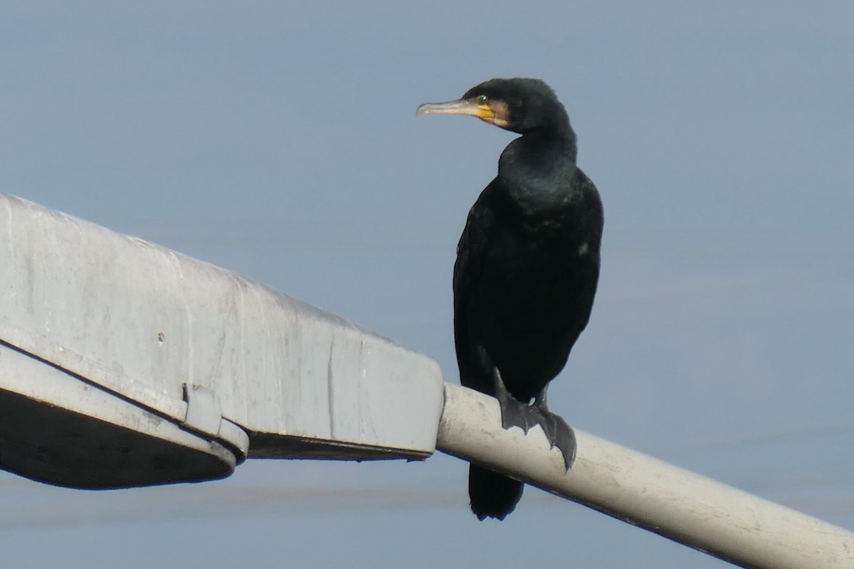 storskarv - ML645204329