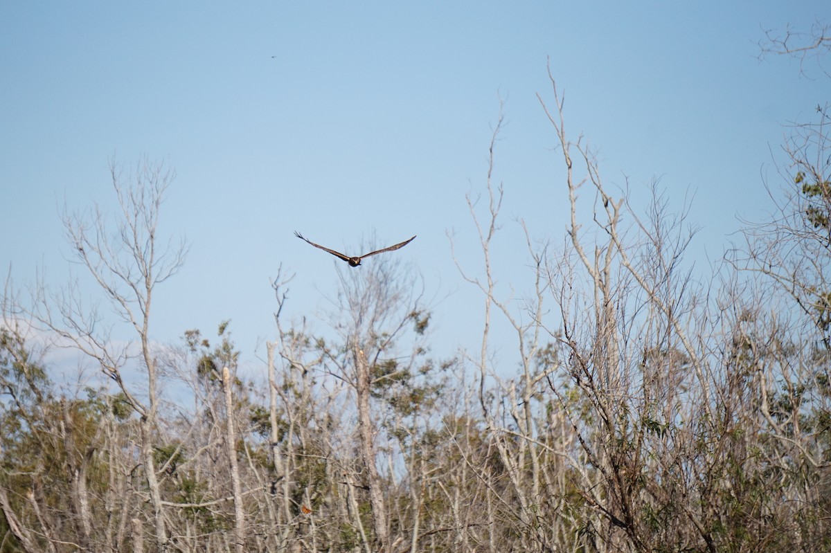 mørkmyrhauk - ML645204330