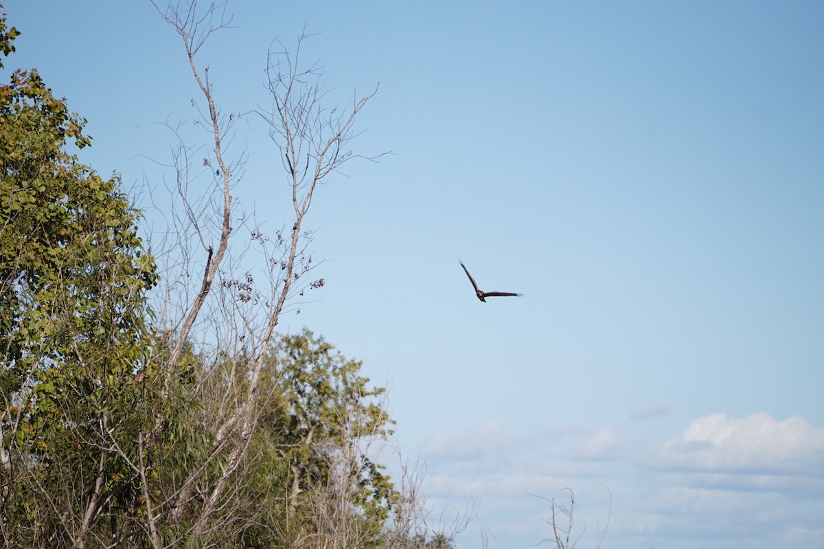 Northern Harrier - ML645204331
