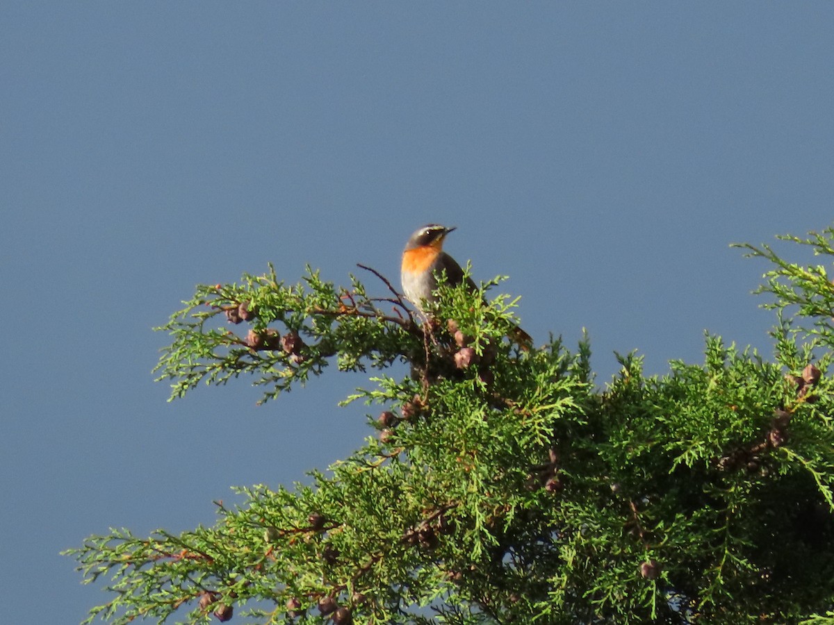 Cape Robin-Chat - ML645204336