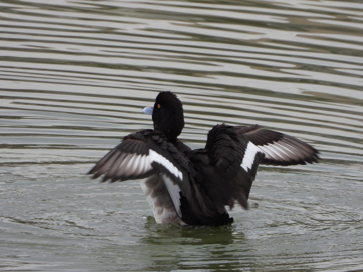 toppand - ML645204337