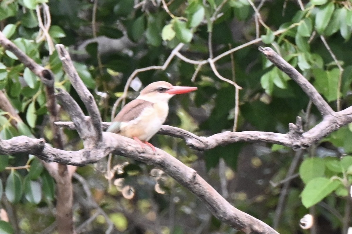 Brown-hooded Kingfisher - ML645204338