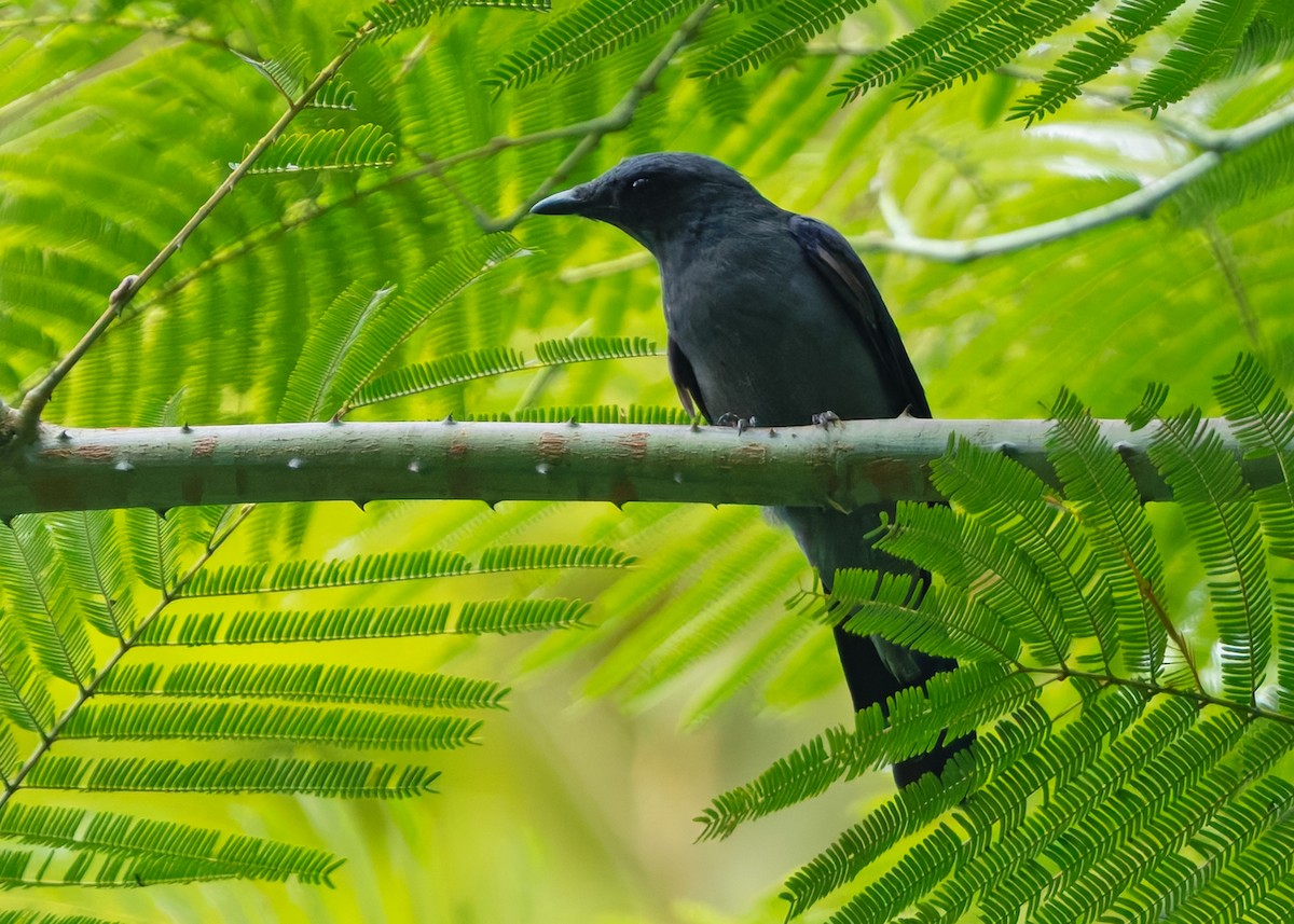 Lesser Cuckooshrike - ML645204339