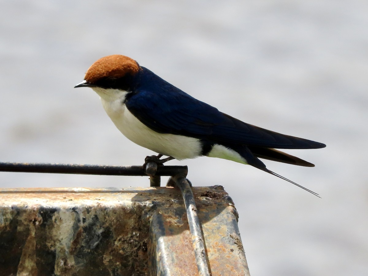 White-browed Sparrow-Weaver - ML645204340