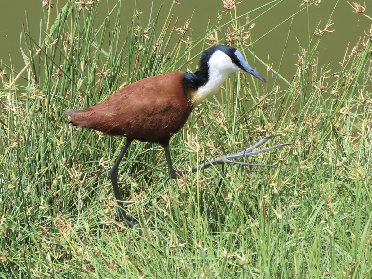 White-browed Sparrow-Weaver - ML645204341