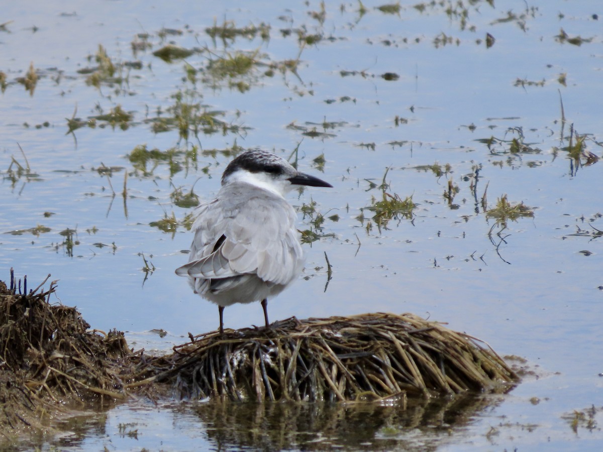 White-browed Sparrow-Weaver - ML645204342