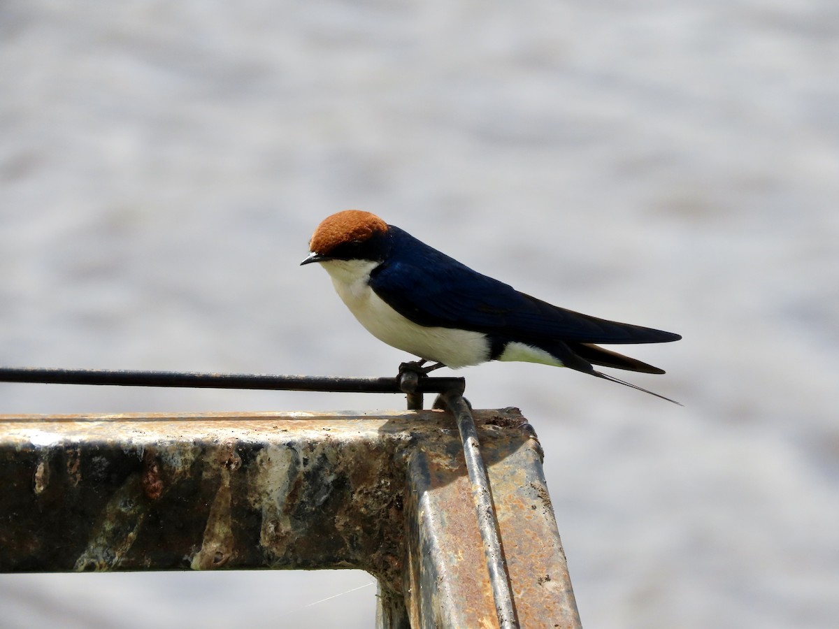 White-browed Sparrow-Weaver - ML645204343