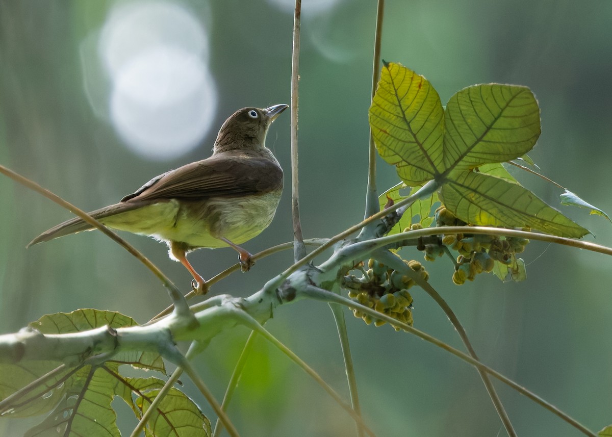 Cream-vented Bulbul (White-eyed) - ML645204344