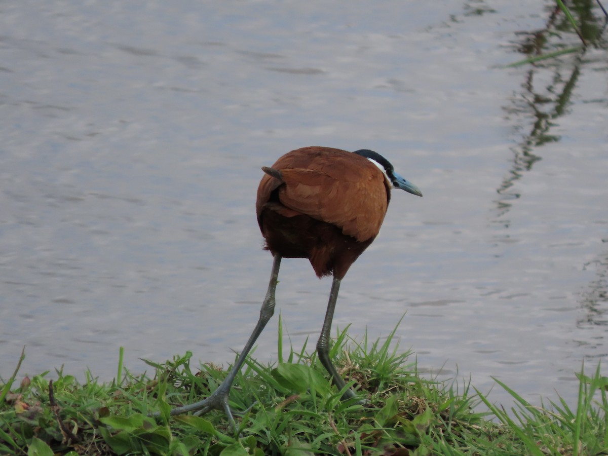 White-browed Sparrow-Weaver - ML645204345