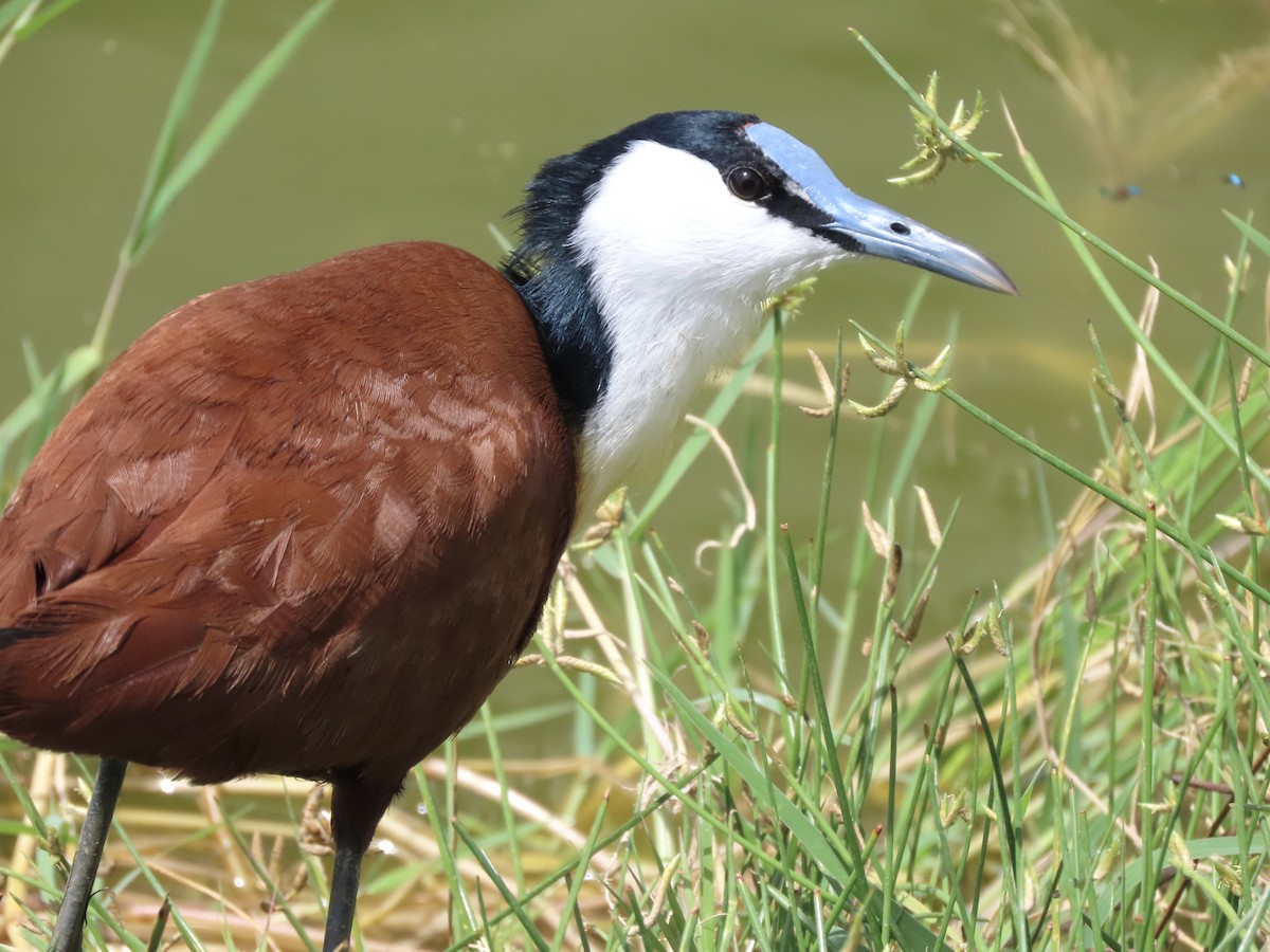 White-browed Sparrow-Weaver - ML645204346
