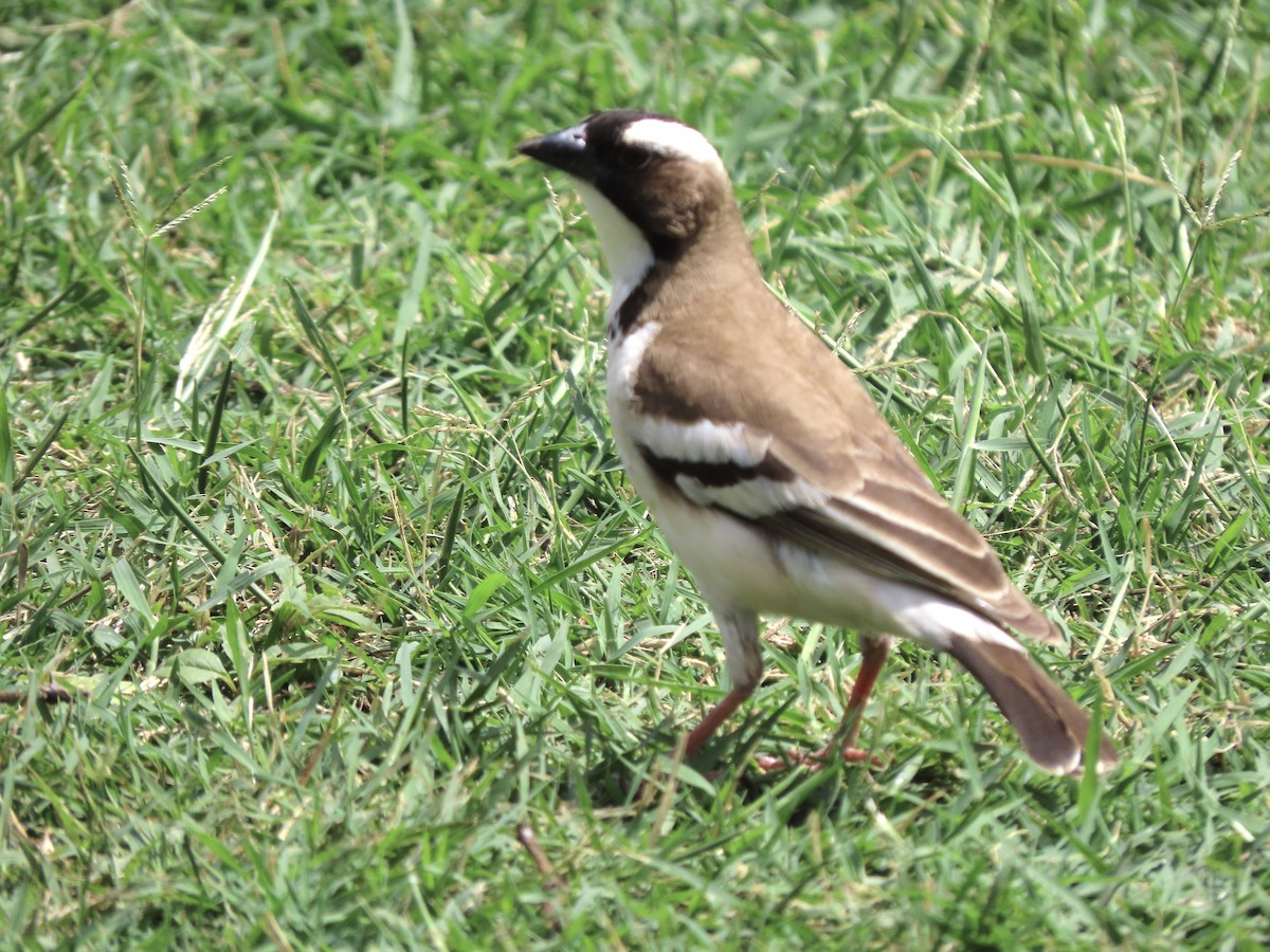 White-browed Sparrow-Weaver - ML645204347