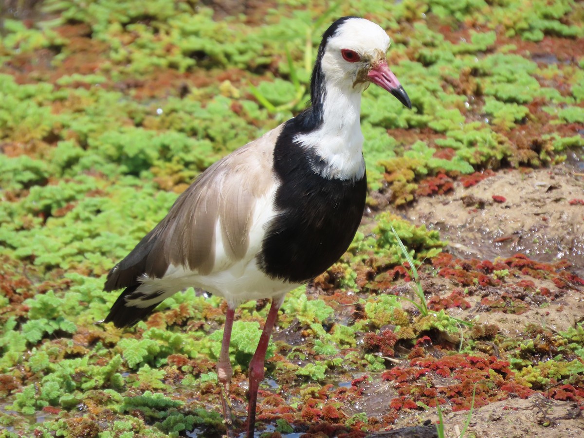 White-browed Sparrow-Weaver - ML645204348