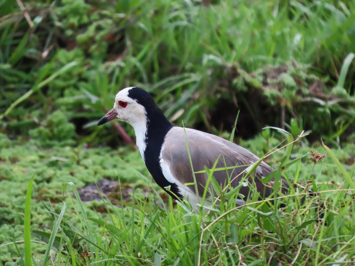 Long-toed Lapwing - ML645204349