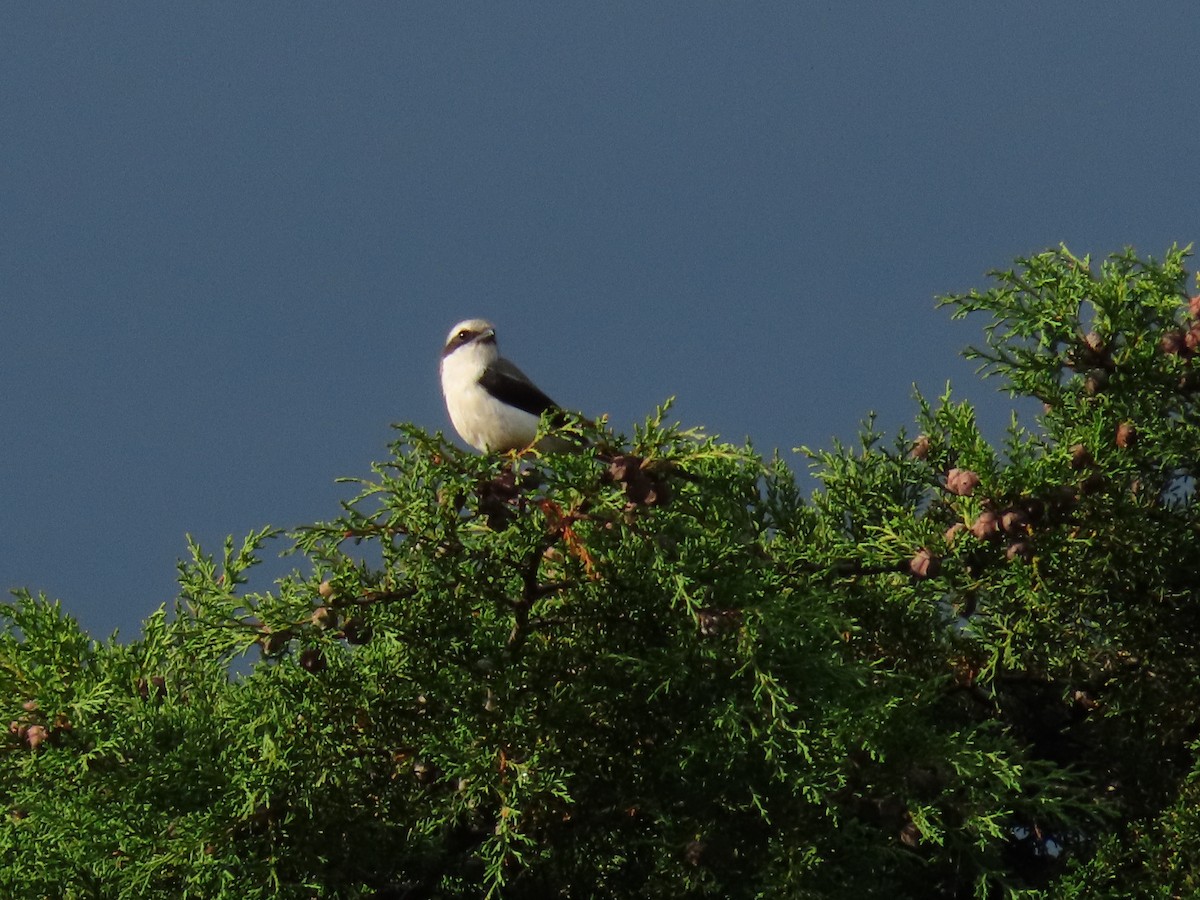 Lesser Gray Shrike - ML645204352