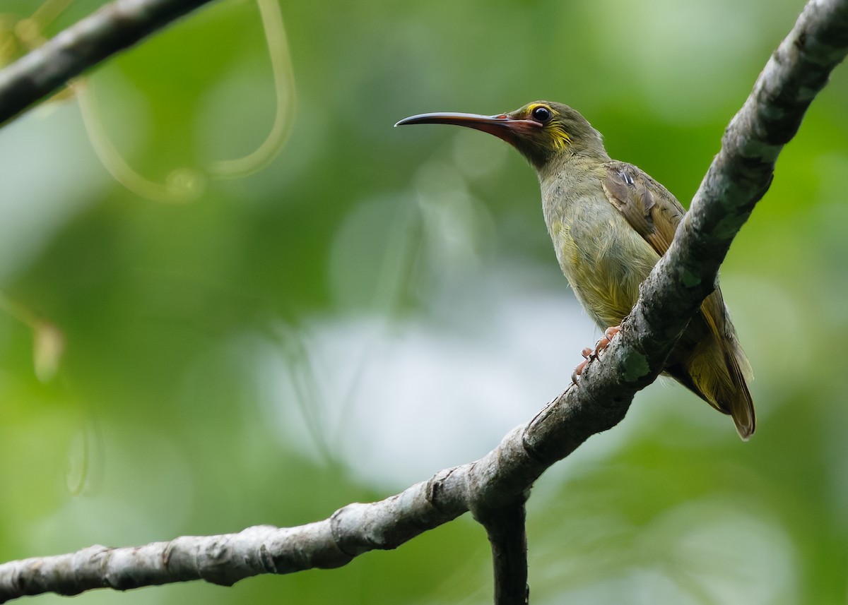 Yellow-eared Spiderhunter - ML645204353