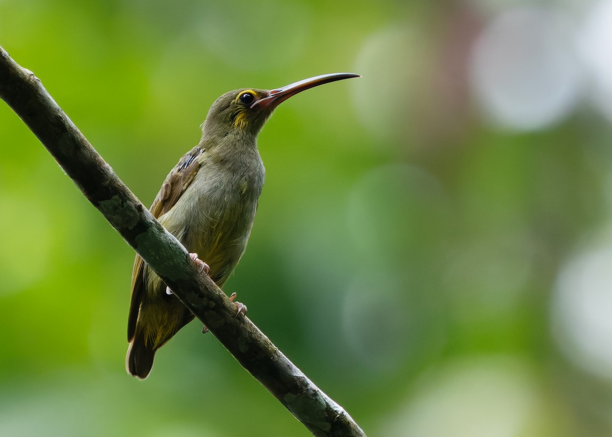Yellow-eared Spiderhunter - ML645204354