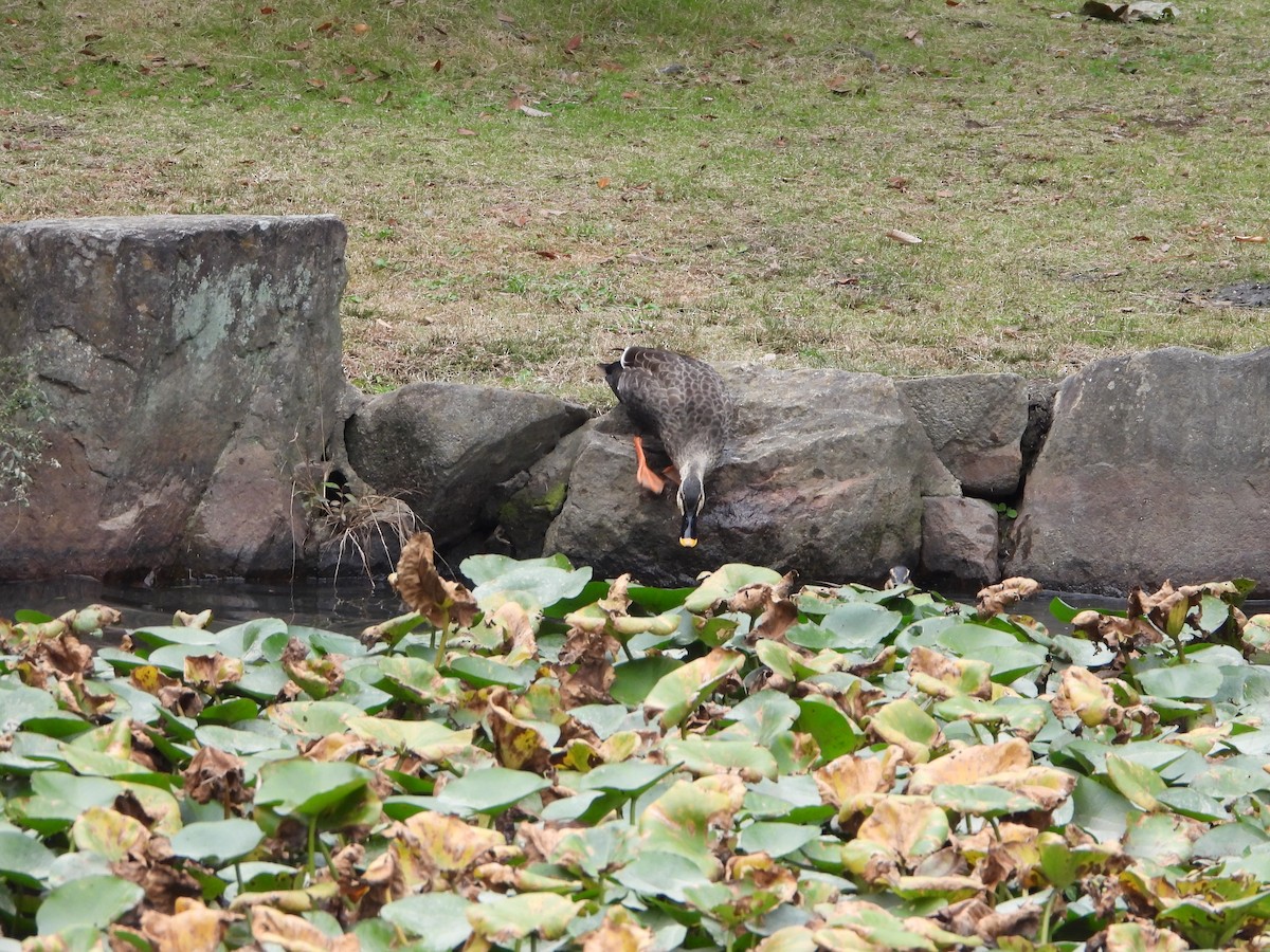 kinaand - ML645204355