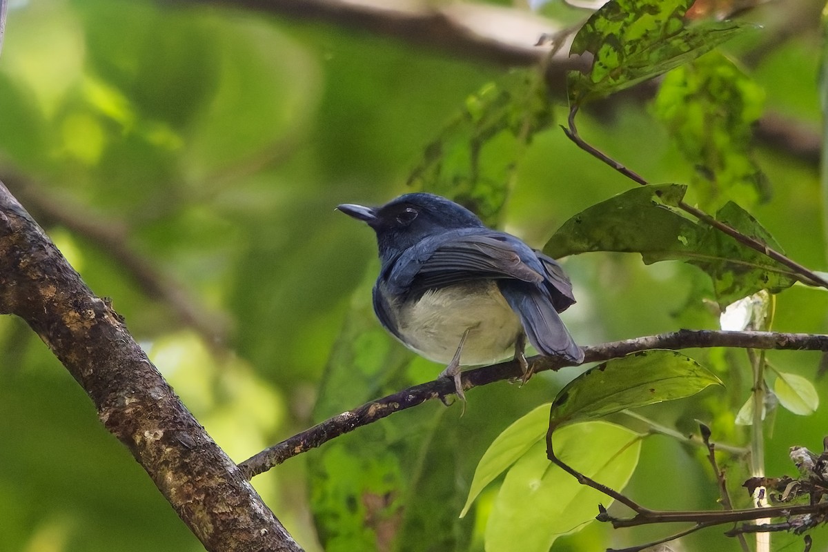 White-bellied Blue Flycatcher - ML645204356