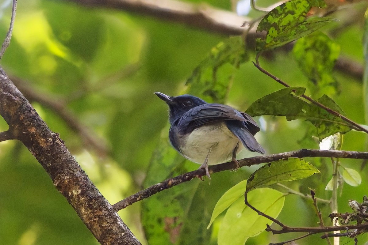 White-bellied Blue Flycatcher - ML645204357