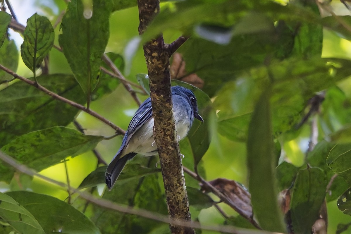 White-bellied Blue Flycatcher - ML645204358