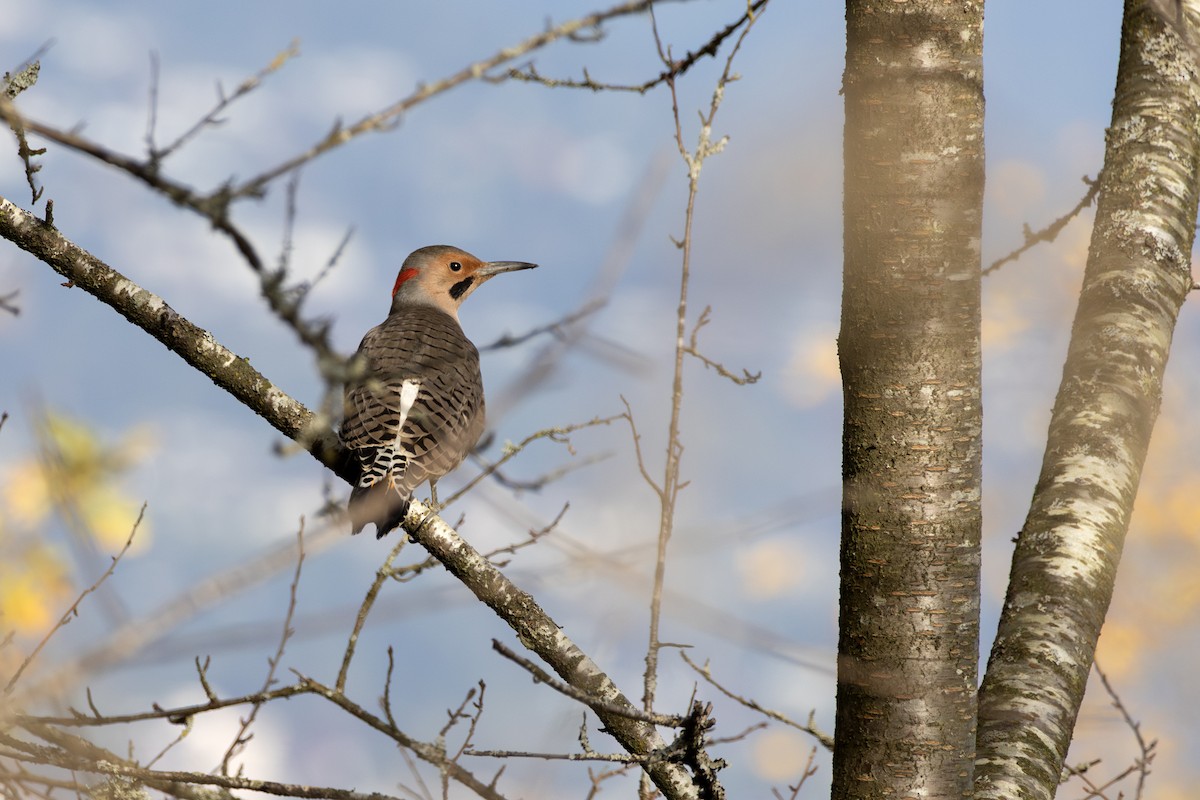 Northern Flicker - ML645204359