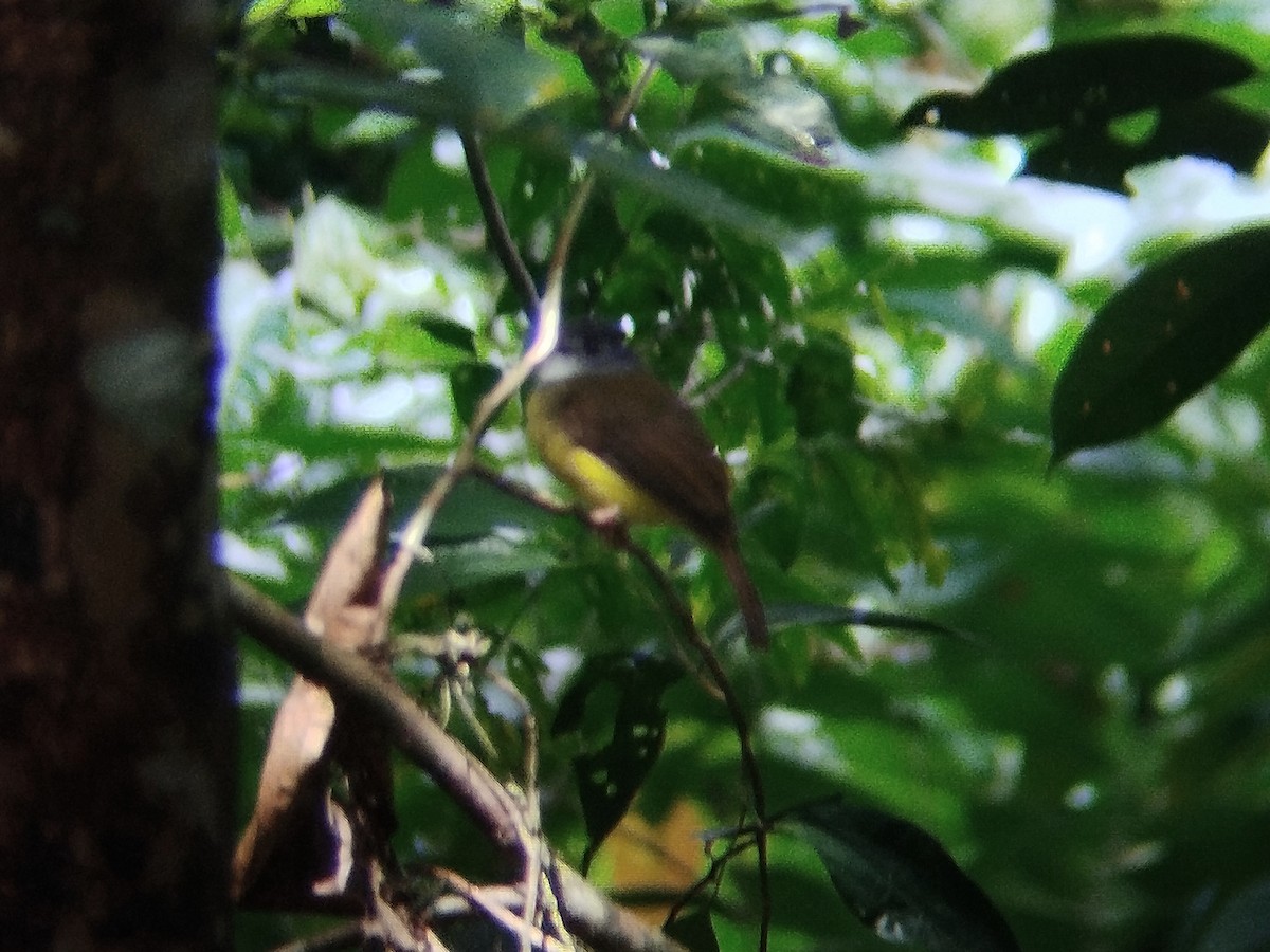 Yellow-bellied Bulbul - ML645204367