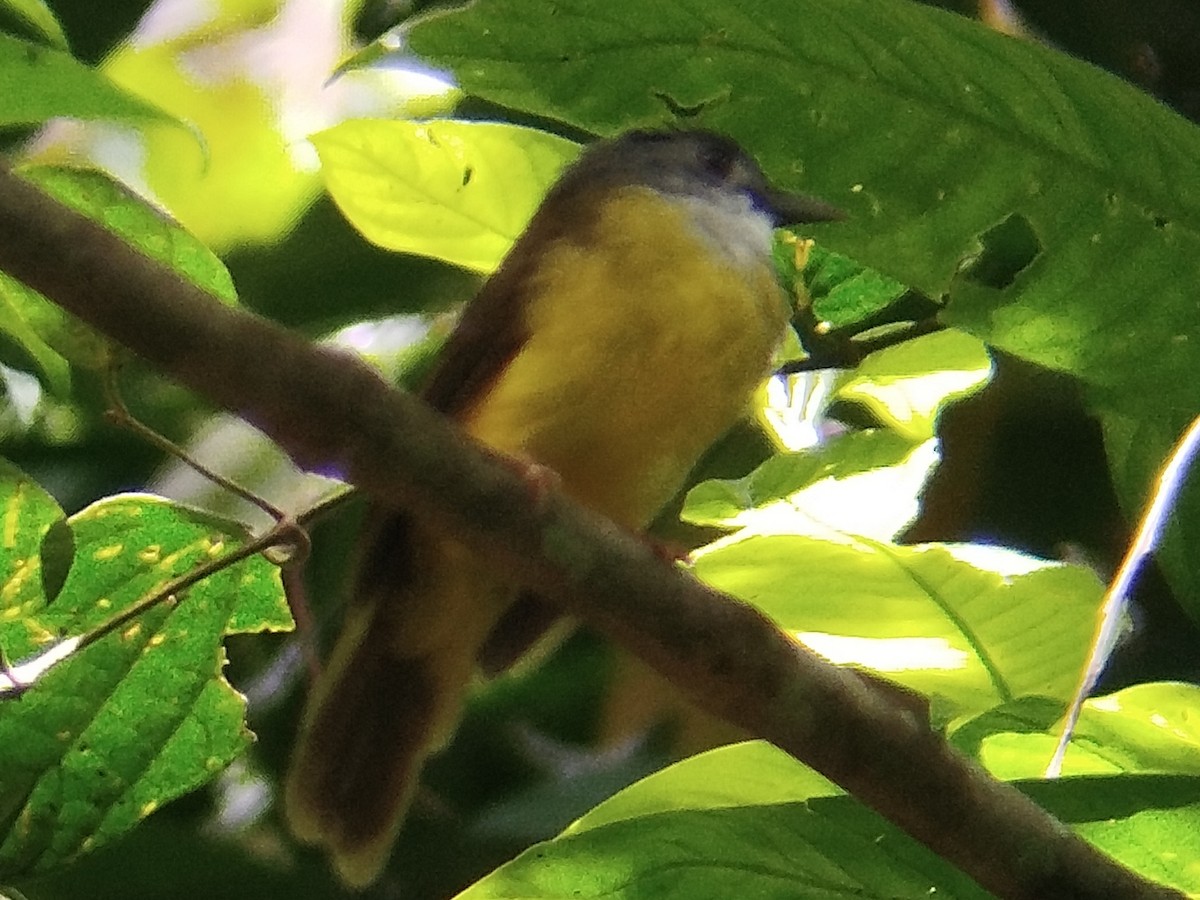 Yellow-bellied Bulbul - ML645204368