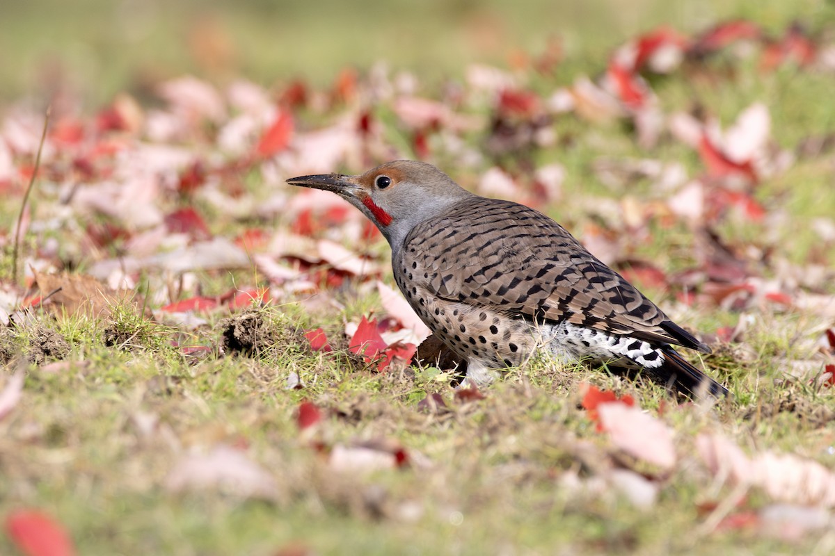 Northern Flicker - ML645204369