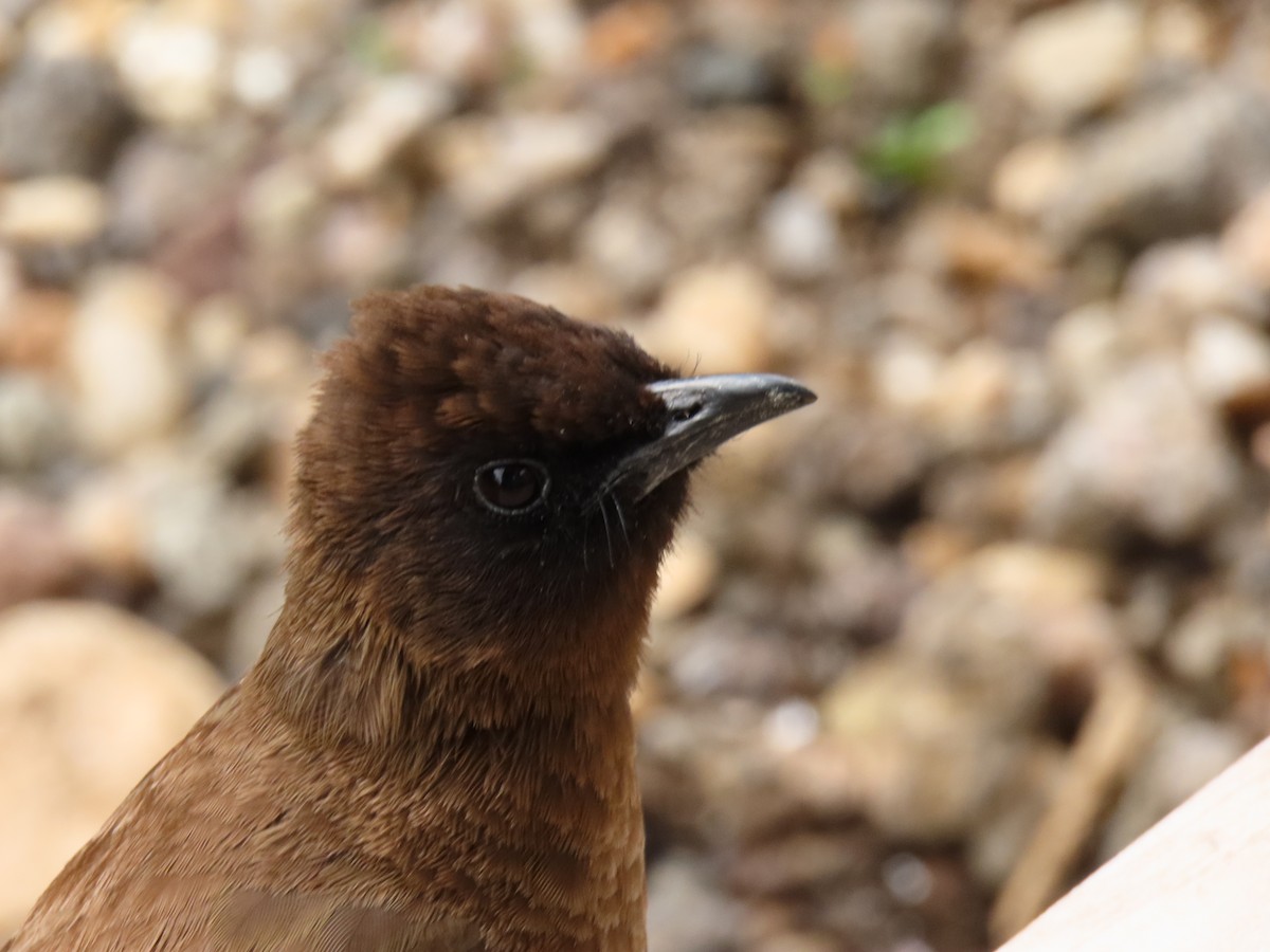 Common Bulbul - ML645204370