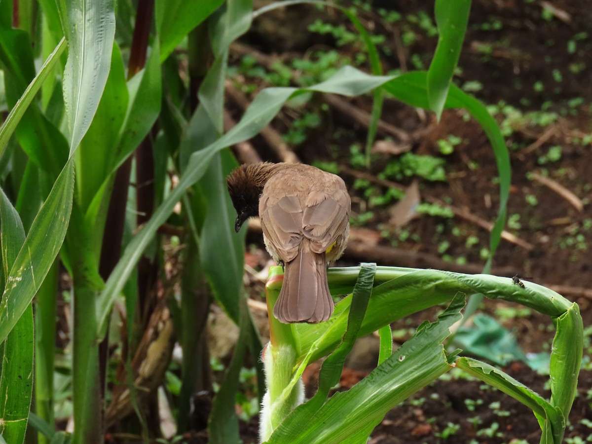 Common Bulbul - ML645204374