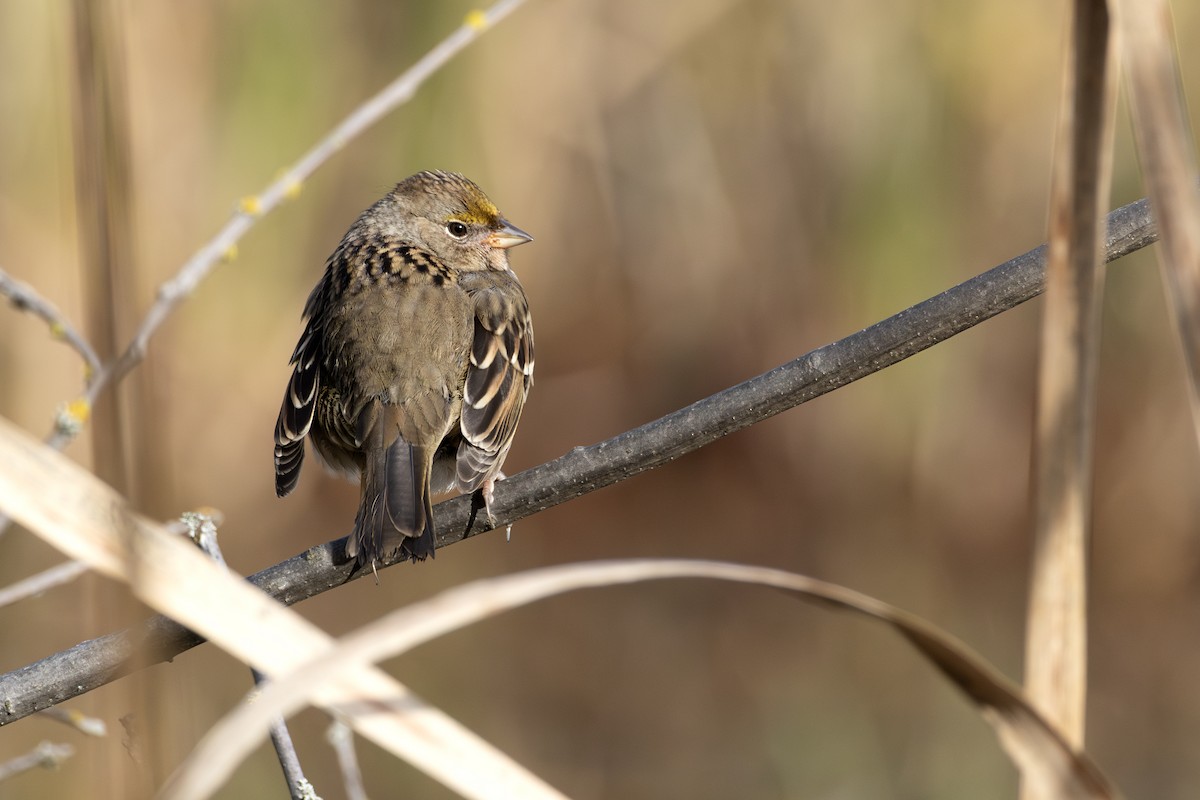 Golden-crowned Sparrow - ML645204375