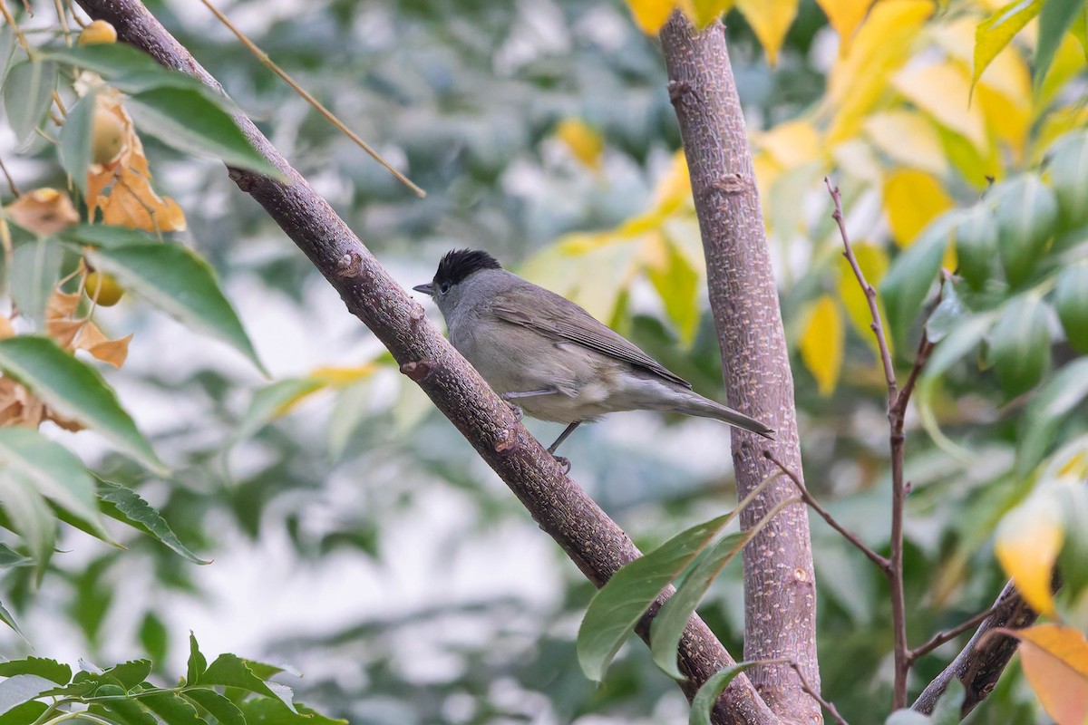 Eurasian Blackcap - ML645204376