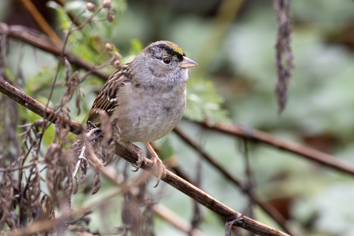 Golden-crowned Sparrow - ML645204377