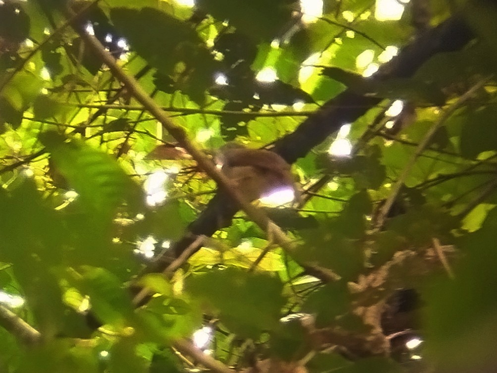 Grauwangenbülbül - ML645204379