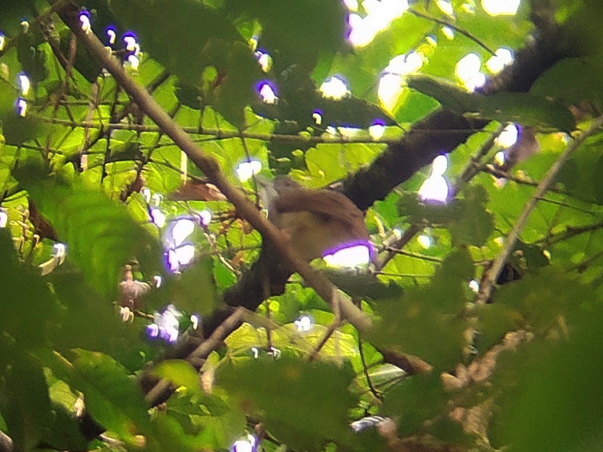 Grauwangenbülbül - ML645204380