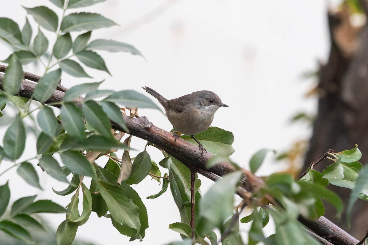 Sardinian Warbler - ML645204381