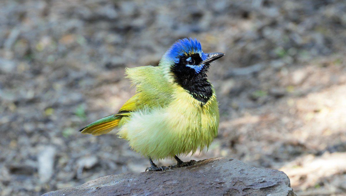 Geai vert - ML645204407