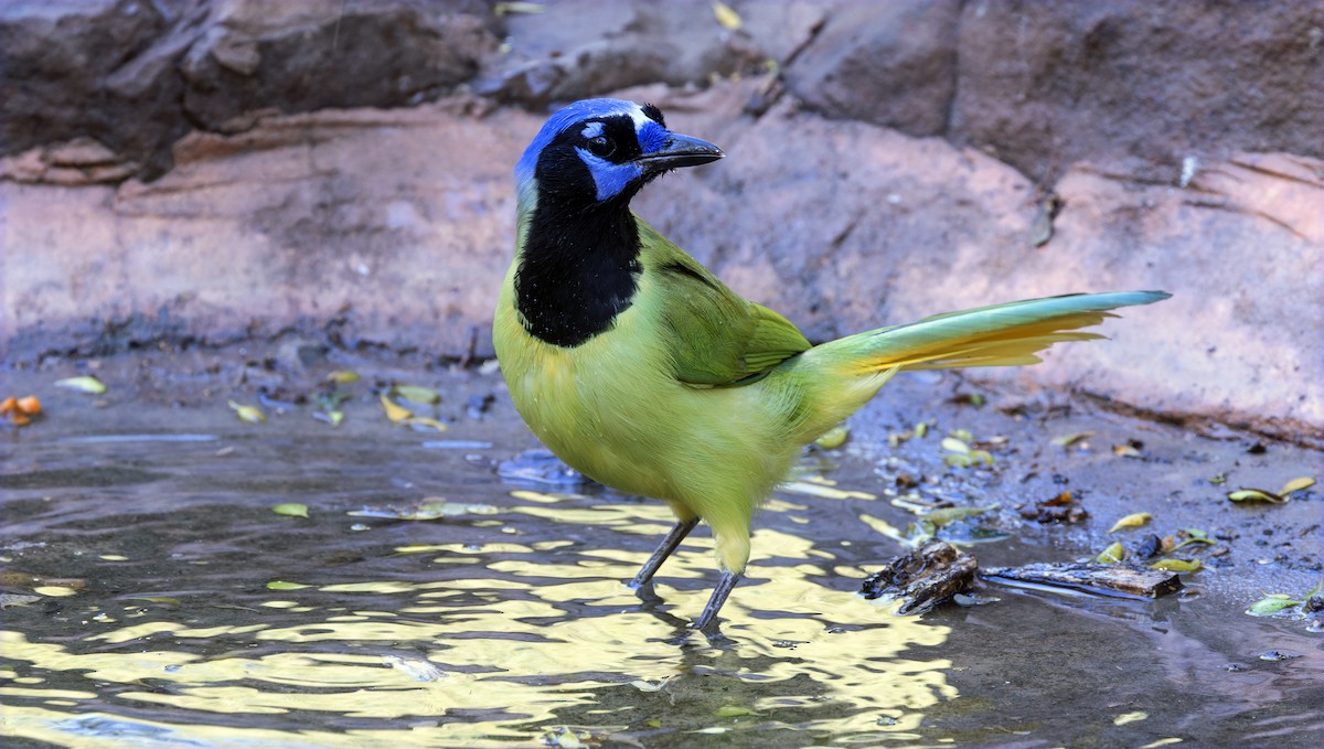 Geai vert - ML645204408