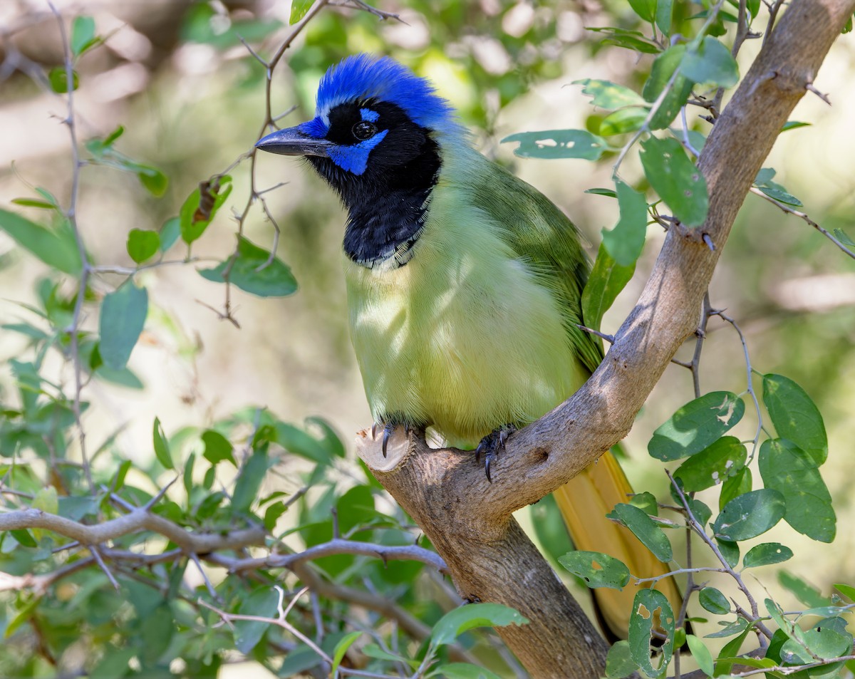 Geai vert - ML645204409