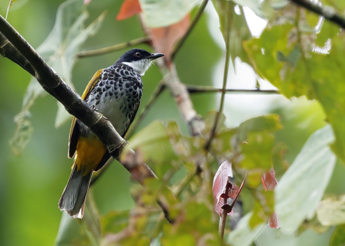 Чешуйчатый бюльбюль - ML645204417