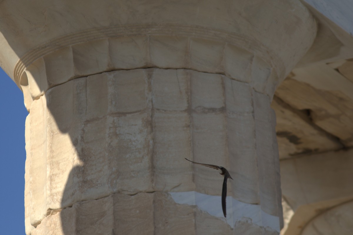 シロハラアマツバメ - ML645204425